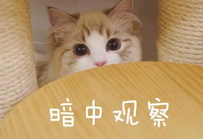 網(wǎng)絡(luò)用語May I love you是什么梗