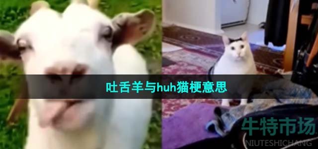 《抖音》吐舌羊與huh貓梗意思介紹