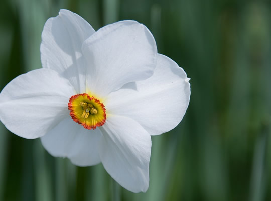 daffodil-527400_960_720.jpg